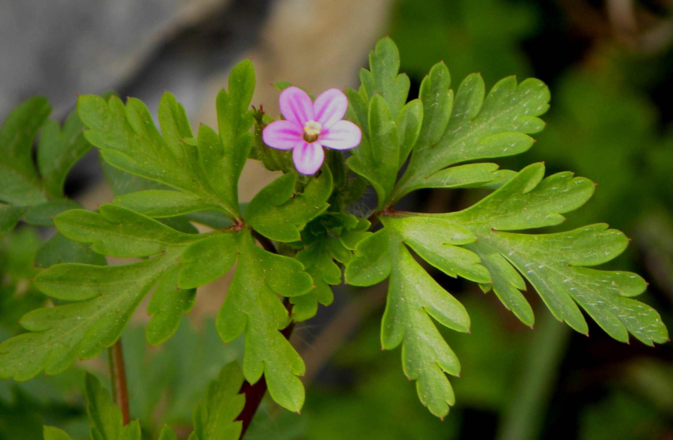 Geranium purpureum / Geranio purpureo